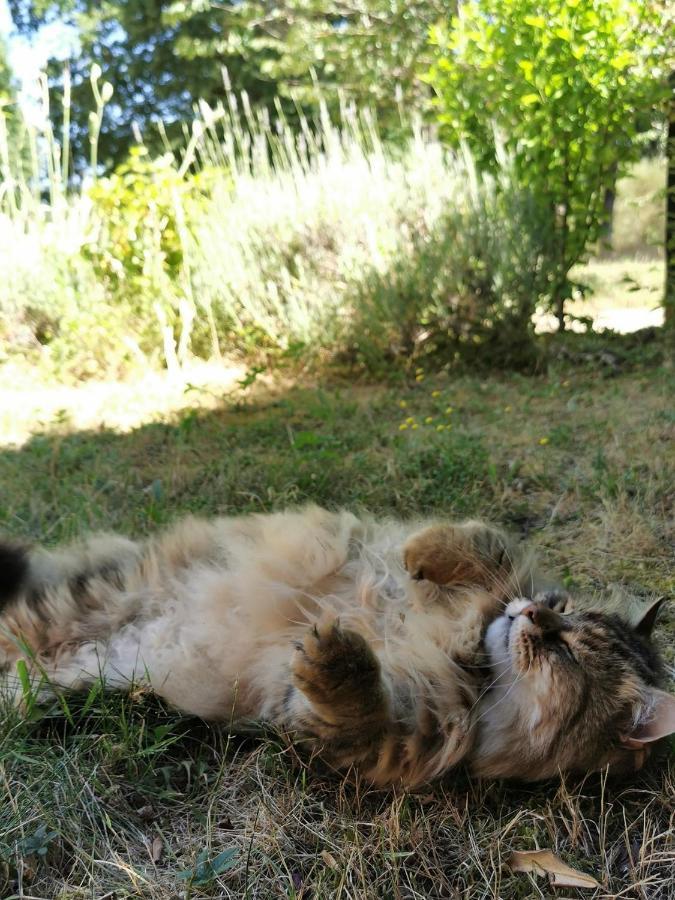 Quatre Chats Sous Un Pin Le Thoureil ภายนอก รูปภาพ